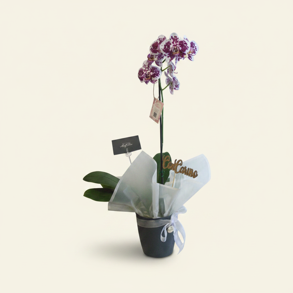 Arreglo de orquídeas en maceta de cerámica · Mely Flor