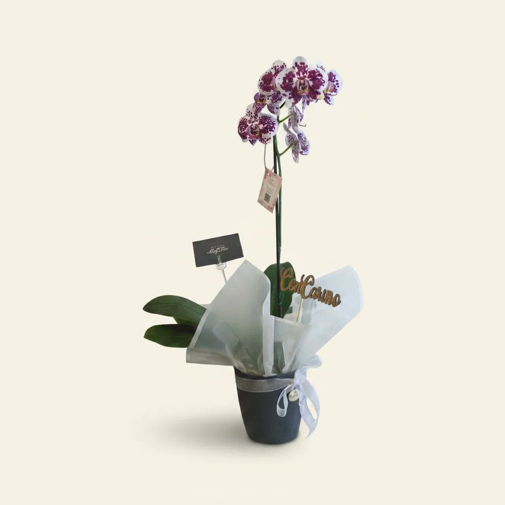 Arreglo de orquídeas en maceta de cerámica · Mely Flor
